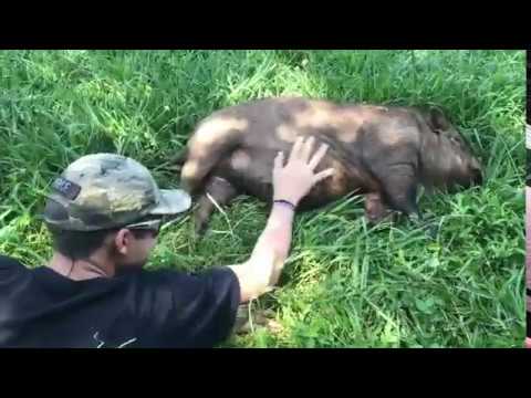 pigs lyrics Pig belly rub