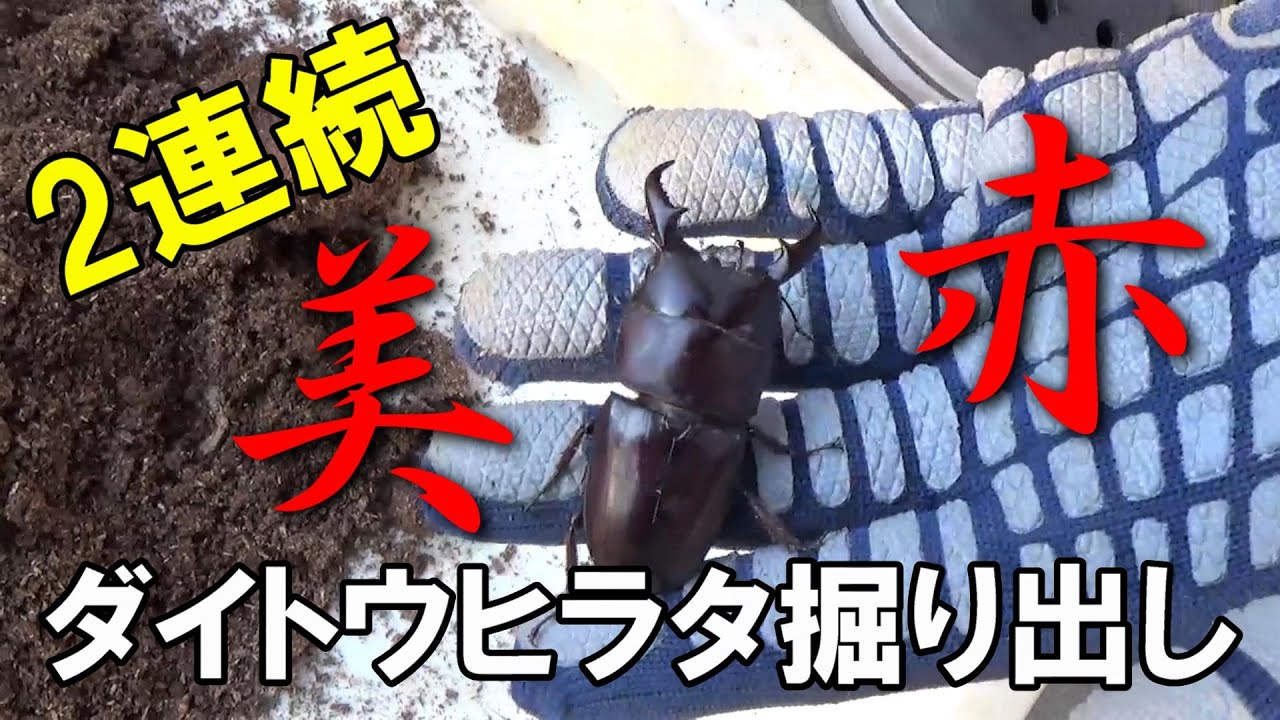 赤いヒラタ！ダイトウヒラタ大型個体の掘り出し2連続！ - YouTube