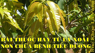 CÔNG DỤNG CỦA LÁ XOÀI - BÀI THUỐC HAY TỪ LÁ XOÀI NON CHỮA BỆNH TIỂU ĐƯỜNG