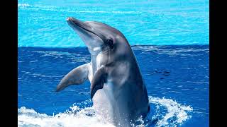 Dolphin sound effect, dolphin sounds - noises, real nature sounds, dolphin talking, free download. Resimi