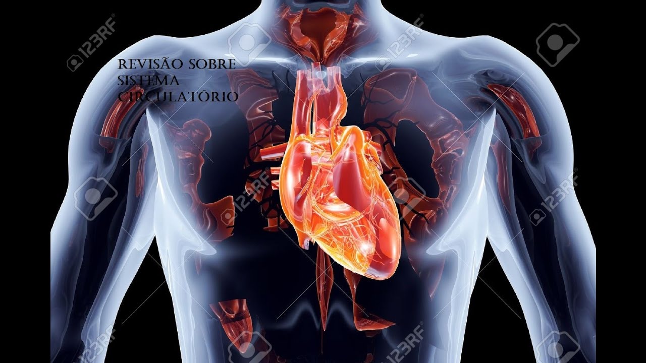 Resultado de imagem para Revisão do Sistema Cardíaco
