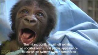 It's a Gorilla! Baby Gorilla Update