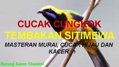 CUCAK CUNGKOK TEMBAKAN ISTIMEWA #masteranburung #burunggacorchannel