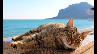 Весна в Крыму. Кот в Коктебеле Весна в Крыму. Кот в Коктебеле