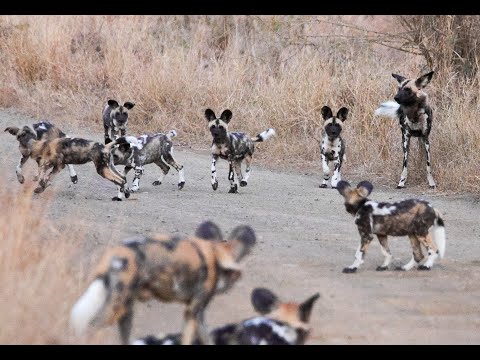 African Wild Dog Puppies Spotted on iMfolozi, Zululand