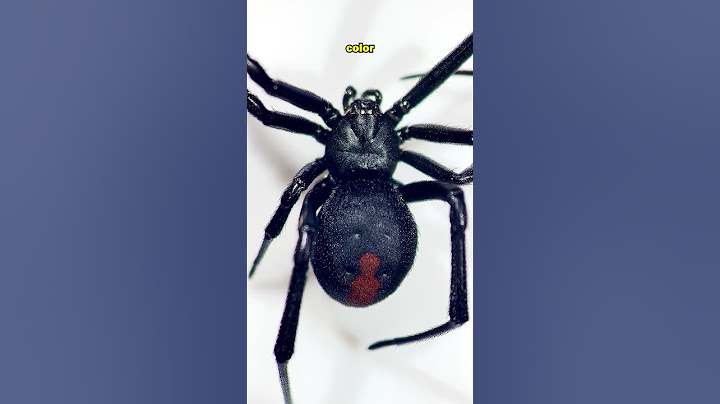 Australian Spiders Are Built Different...