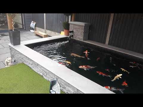 Guide for Koi Ponds ~ Best Ideas, How-to & Supplies