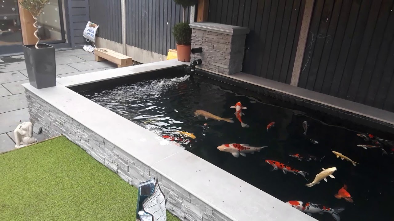 Guide For Koi Ponds ~ Best Ideas, How-To & Supplies