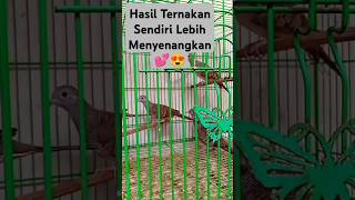 Download Lagu Perkutut Bangkok!! Peternak Mojokerto 💥#shorts #short MP3