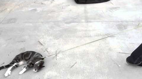 Lazy Cat. (Olaf) Song: Lazy Song by Bruno Mars