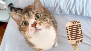 I made a theme song for my cat 🐱