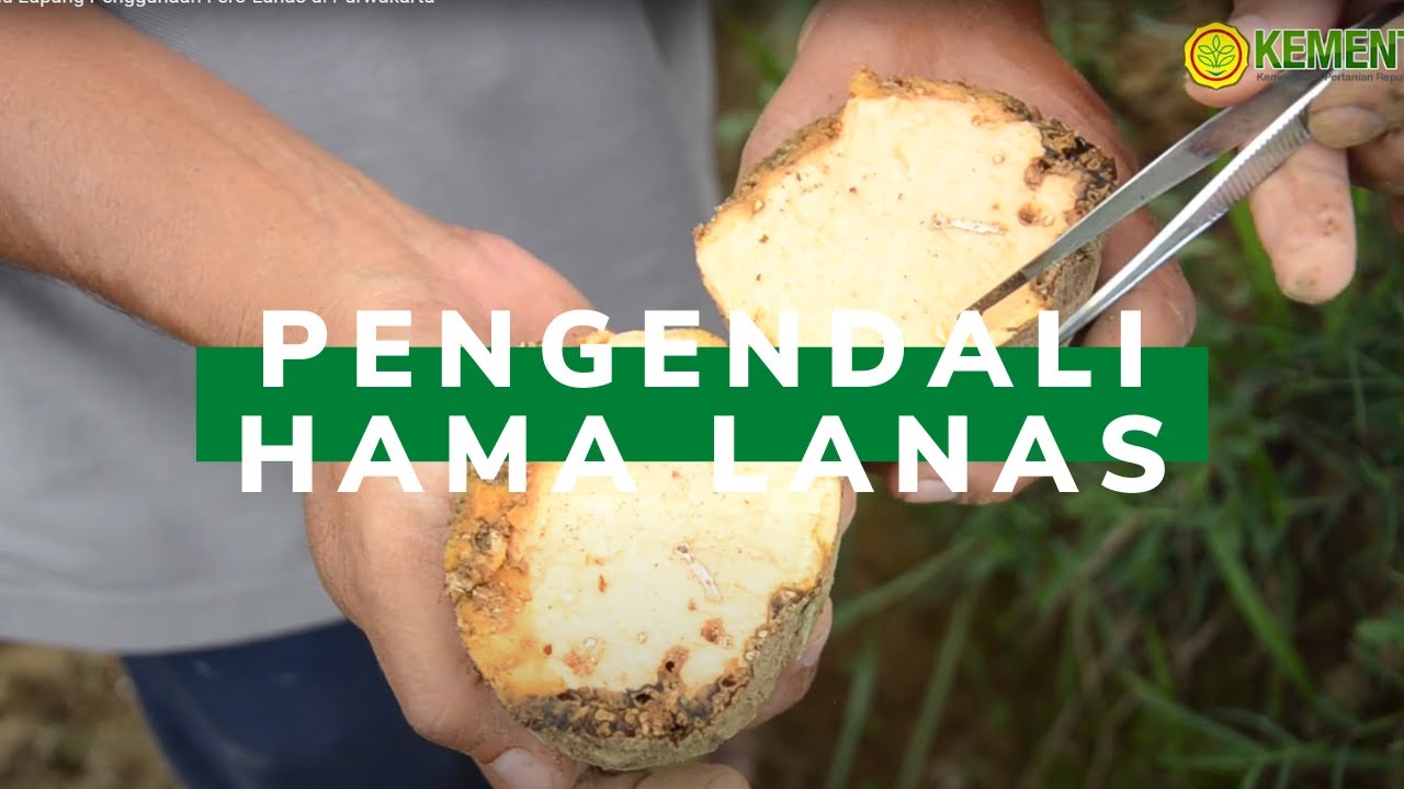 Temu Lapang Penggunaan Fero-Lanas di Purwakarta