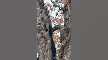 The Comfort Maple is Canada’s oldest sugar maple tree at over 500 years old! #CanadianThings