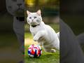 Cutest Kitten Ever Playing with Ball – Adorable Cat Video #shorts