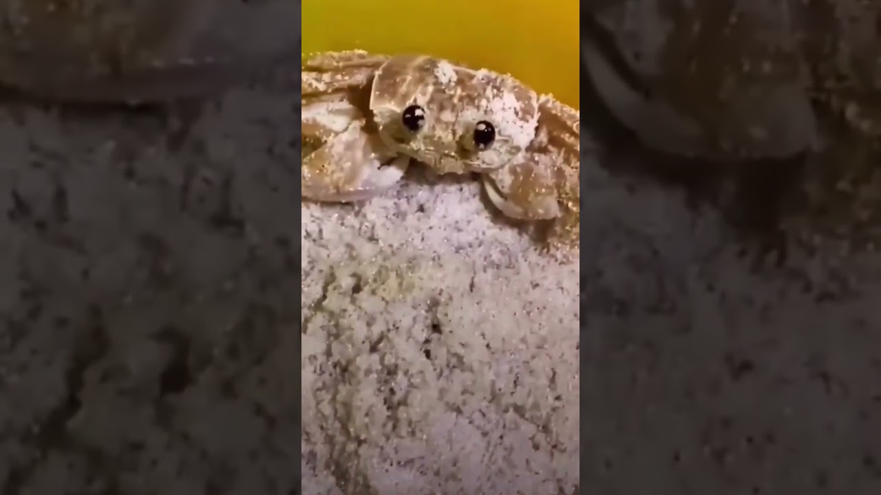 Mr Krabs🥰So cute🥰👁️🦀👁️ oH mY GoD😱😱😱 