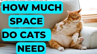 How Much Space Do Cats Really Need? by Pet in the Net 433 views 7 days ago 3 minutes, 44 seconds