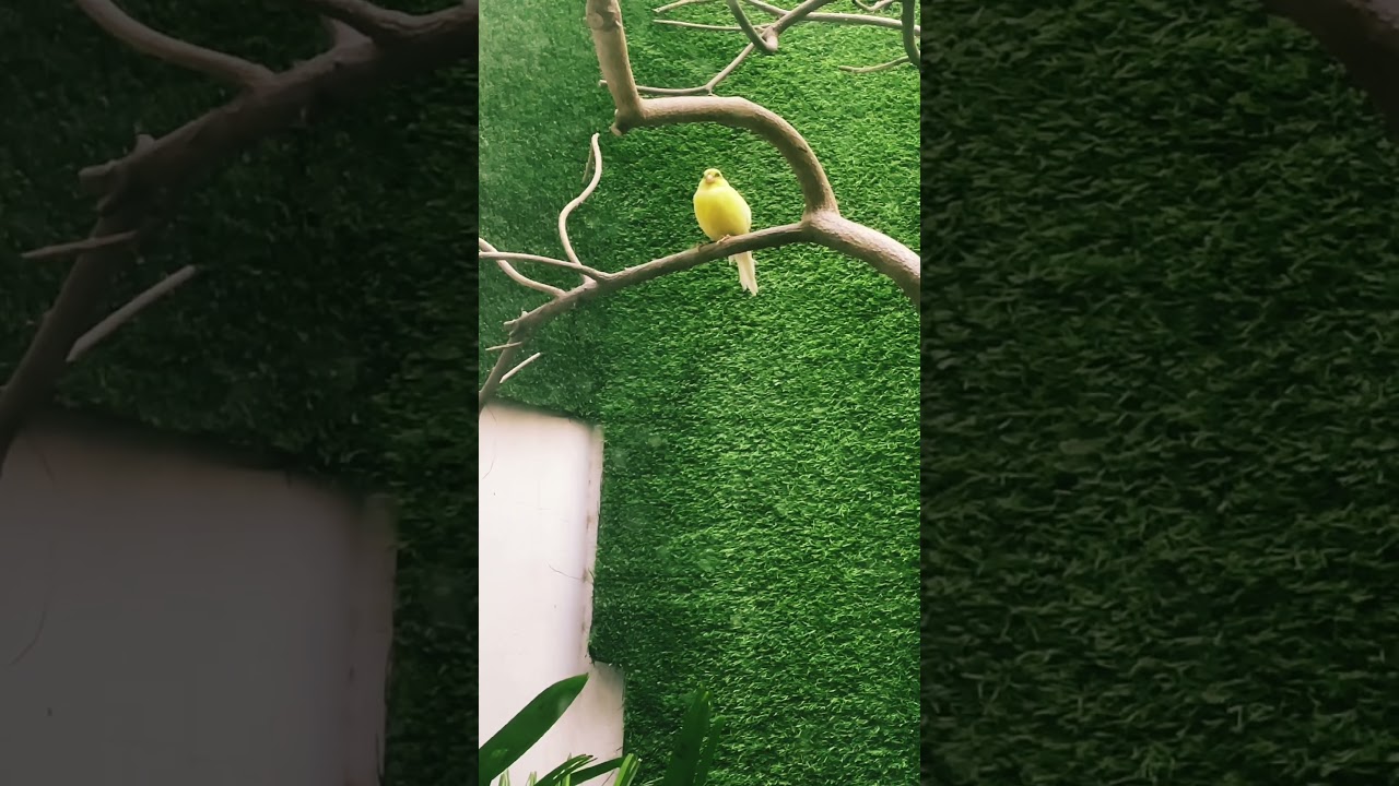 Yellow sparrow and golden pheasant 