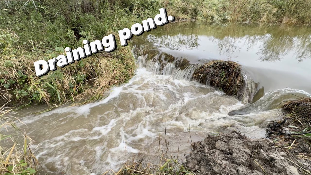 Draining Huge pond. YouTube
