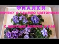 AFRICAN VIOLETS. Newbies - why and how I am removing bloom stacks from blooming plants.