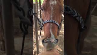 #horse sense!!! #sliceoflife #sliceofmylife #dayinmylife #hawaiivlog #hawaii #vlog #vloggerlife @GrantUchida