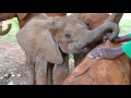 Kuishi's Rescue | Sheldrick Trust