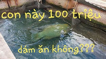 Khám phá CÔN ĐẢO, phát hiện nhiều sinh vật lạ. Món ăn trị giá trăm triệu | Săn bắt SÓC TRĂNG |