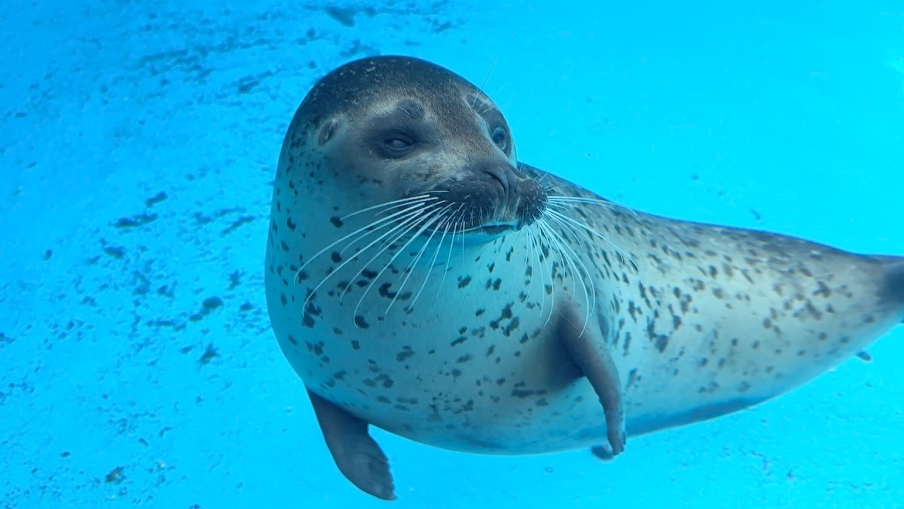 可愛い神戸須磨シーワールドのミールちゃん