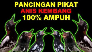 PANCINGAN MASTERAN PIKAT BURUNG ANIS KEMBANG