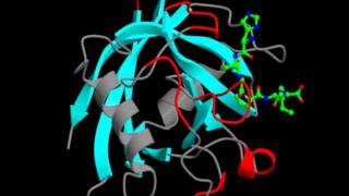 Internal protein vibrations