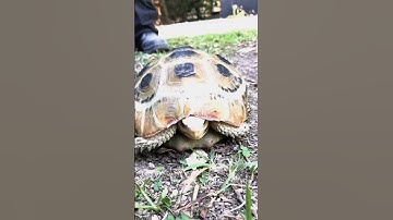 Tortoise Hides In Shell