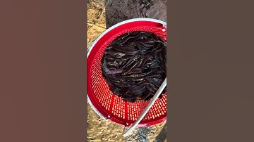 Cung cấp số lượng lớn cá giống nước ngọt các loại.0909770509 #cá_giống #fishing #trại_cá_giống_út_me