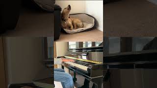 My dog loves to sing to boogie woogie! #piano #musicdogs #boogie