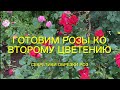 Розы. Готовим Розы ко второму цветению. Что нужно сделать. Секретики обрезки роз...🌹🌹🌹