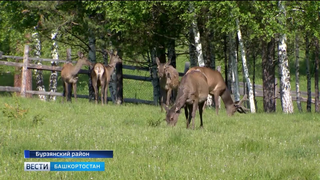 В Башкирии выпустили на волю маралов, выращенных для восстановления популяции