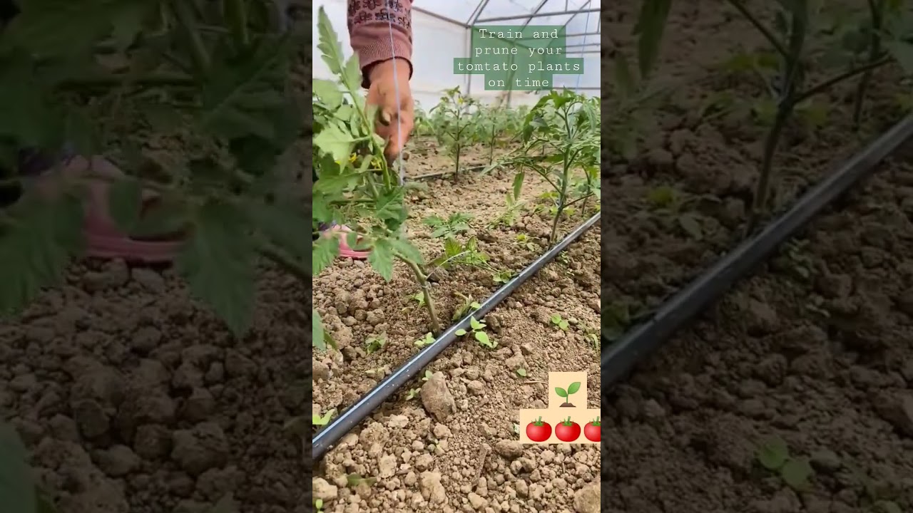 Training pruning of tomato plants 