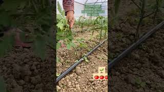 Training pruning of tomato plants #Homegardening #agriculture #aforagriculture