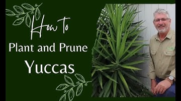 How to Prune and Plant Yuccas