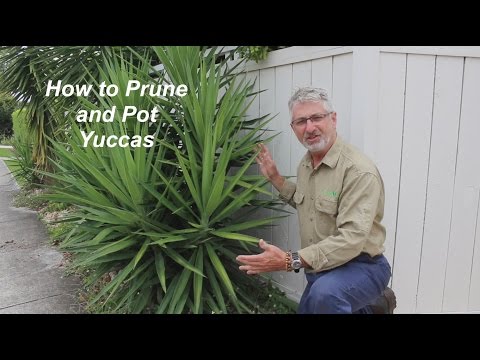 Video: Tăierea plantelor de yucca - Cum să tăiați un yucca