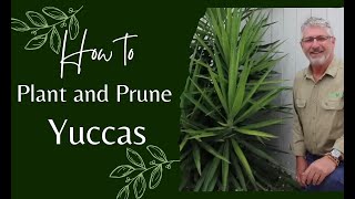 How to Prune and Plant Yuccas