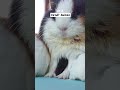 Guinea Pigs in Switzerland #animals #law #switzerland