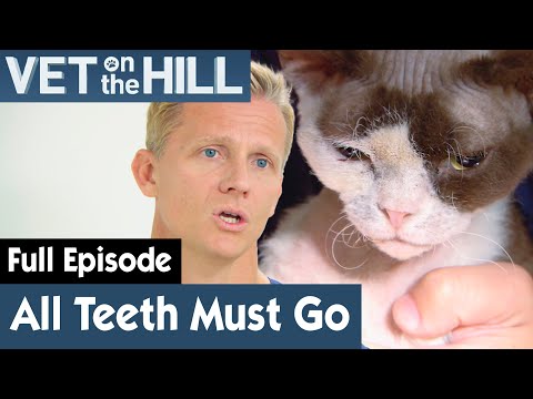 Video: Update: Câinele găsit cu dinți împământați la gume, trăiește acum cea mai bună viață