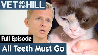 Bad Gingivitis Means Teeth Must Be Removed | FULL EPISODE | S03E08 | Vet On The Hill