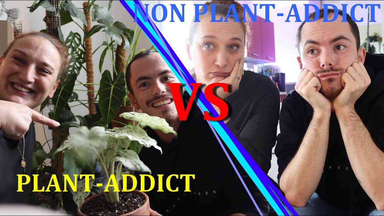 Addict plant The plant addict shop