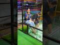 NR Fish Spa🥰 Besant Nagar beach +919952085544 #youtubeshorts #spa #cute #fish #yt #youtube #chennai