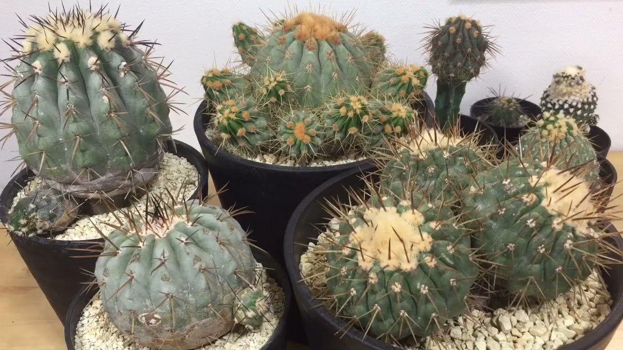 コピアポア属🌵】植物を見ながら話をする動画 14 - YouTube
