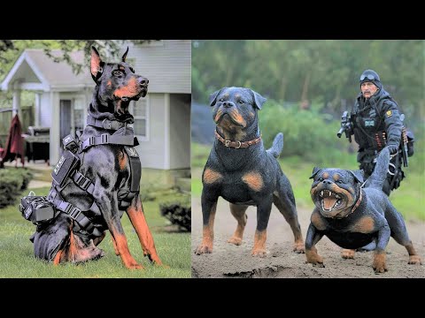 Vídeo: Top 10 raças de cães com a mordida mais forte