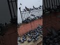 #jaipur#jaipurcity#goodmorning #birdsounds#birds #travel#kabutar #pigeon#nature#viral #shorts#video