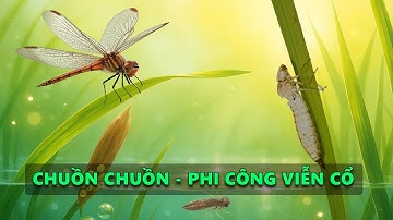 Chuồn chuồn – Phi công thời viễn cổ | Vòng đời chuồn chuồn