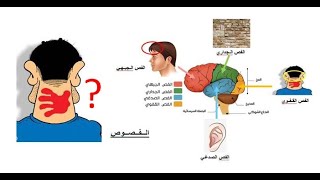 أسهل طريقة لحفظ الفصوص المخية - العلوم ساهلة ماهلة