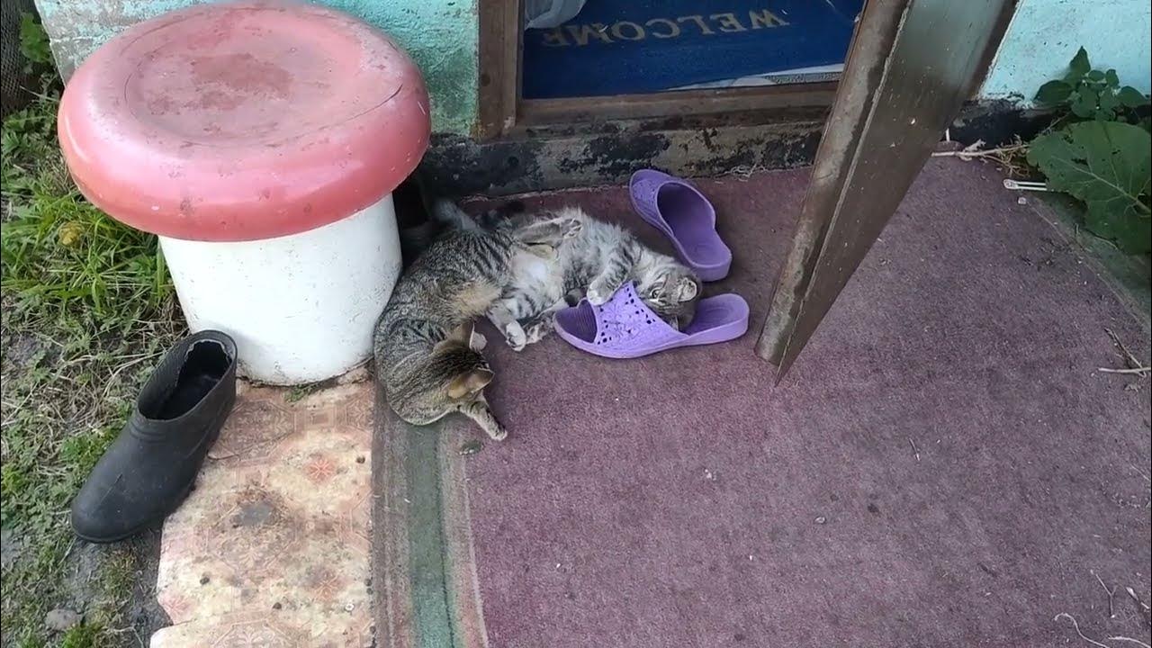 Кошачий мир | 2 сезон 3 серия | Угроза. - YouTube